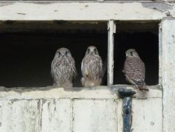 Rigsby Kestrel young