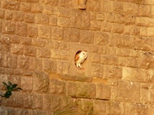 An owl in Rigsby church