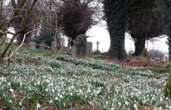 Rigsby St James Snowdrops in grave yard