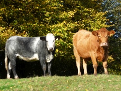 Young cattle