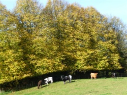 Cattle near trees