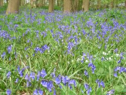 Bluebells in Rigsby Wood