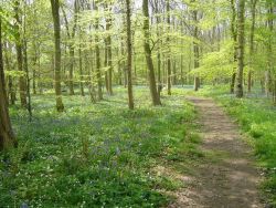 A springtime walk in Rigsby Wood
