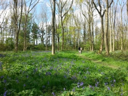 Walking through Bluebells in Rigsby Wood