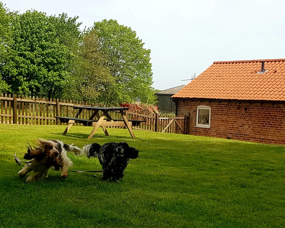 Two dogs on leashes play in sunny garden beside brick cottage with picnic table and trees.